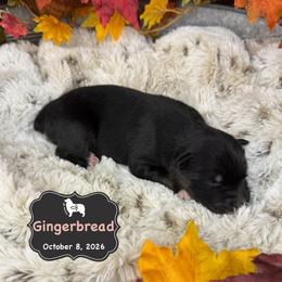 Gingerbread - Black tri-color female Australian Shepherd puppy in El Dorado Springs, Missouri from OR Aussies