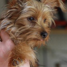 Morkie Puppies from PSD Pups