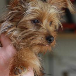 Morkie Puppies from PSD Pups