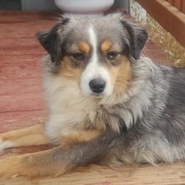 Rajah - Miniature American Shepherd