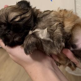 Remi - Brindle male Shih Tzu puppy in Hialeah, Florida from South East Coast Angels Shih Tzus