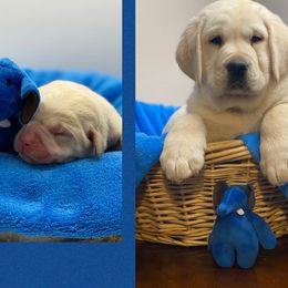 Labrador Retrievers from Hill’s Labrador Retrievers