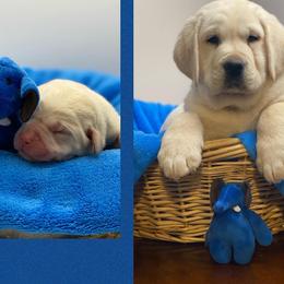 Labrador Retrievers from Hill’s Labrador Retrievers