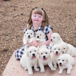 German Shepherd and Golden Retriever Puppies from Sweetheart Therapy Dogs LLC