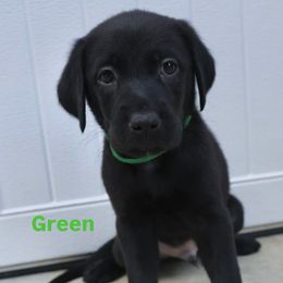 Boy 1 - Black male Labrador Retriever puppy in Disputanta, Virginia from Powells Creek Retreivers