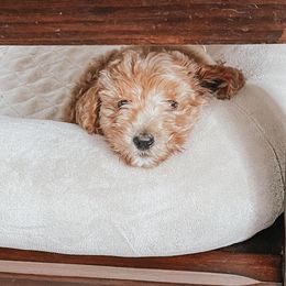 Goldendoodle Puppies from Mercy Doodles