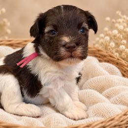 Millie - Parti female Miniature Schnauzer puppy in Magalia, California from NorCal Schnauzers