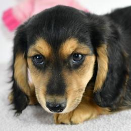 Kage - Black and tan male Dachshund puppy in Austin, Texas from Glorious Minis
