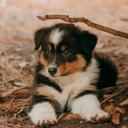 Lexington(Lexi) - Black tri-color female Australian Shepherd puppy in Aberdeen, North Carolina from Huckleberry Hill Aussies LLC.