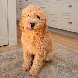 Charlie - Sweet Medium Golden Apricot Goldendoodle Puppy Home-Raised Gentle Companion - Apricot male Goldendoodle puppy in Lancaster, California from Kid's Best Doodle