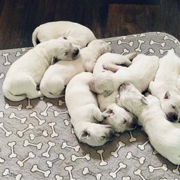 Female Pick 2 - Light golden female Golden Retriever puppy in Litchfield Park, Arizona from Phoenix Golden Retriever & Biewer Terriers