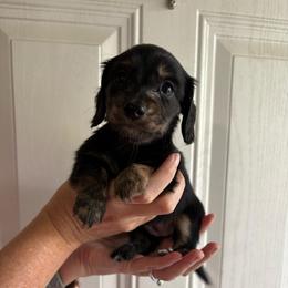 Girl 3 - Black and tan female Dachshund puppy in Hindsville, Arkansas from Okie Dokie Doxie
