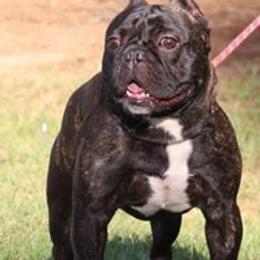 French Bulldog and American Bulldog All Grown Up from Bingham's Bulldogs LLC
