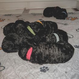 Poodle Puppies from Huckleberry Standard Poodles