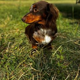 Ella Mae - Dachshund