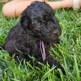 Ms Purple - Black female Pumi puppy in Albuquerque, New Mexico from Marylynn's Pumis