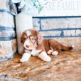 Pumpkin - Brown and white female Aussiedoodle puppy in Beaver, Utah from Rocky Ridge Ranch