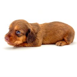 Lottie - Red female Dachshund puppy in Waddell, Arizona from Neu Doxies