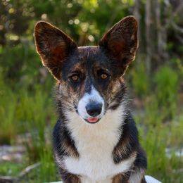 Yoshka - Cardigan Welsh Corgi