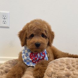 Cooper Bear - Apricot male Goldendoodle puppy in Anaheim, California from Cuddle Bear Doodles