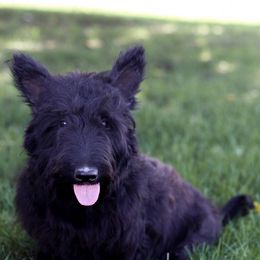 Lila - Scottish Terrier