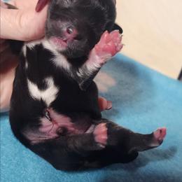 Forest - Black and white male Shichon puppy in Imperial, Missouri from Shichon Teddybear  puppies of Miss