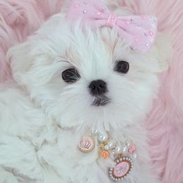 Faith - White female Maltese puppy in Eureka, California from Bratpack Babydolls