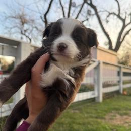 Western Skies Willow Mae - Red & white female Toy Australian Shepherd puppy in Waxahachie, Texas from Forever Holmes Aussies