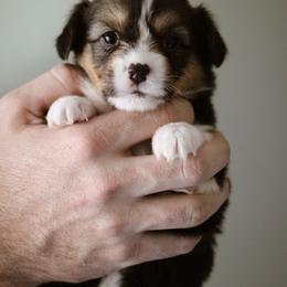 Gali - Black and tan female Pembroke Welsh Corgi puppy in South Otselic, New York from Ridge Top Corgis