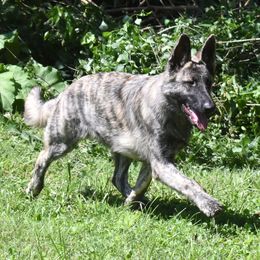 German Shepherds from Volhouden German Shepherds