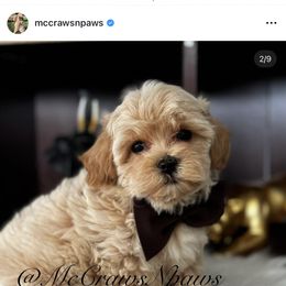 Cavapoo, Maltipoo, and Poodle Puppies from McCraws N Paws
