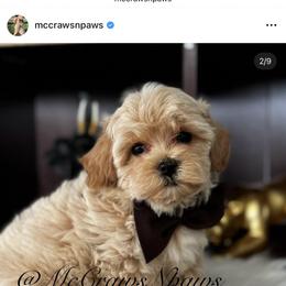Cavapoo, Maltipoo, and Poodle Puppies from McCraws N Paws