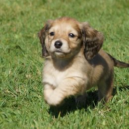 Dachshunds from The love of dachshunds
