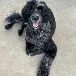 Misty - Portuguese Water Dog