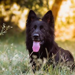 Cricket - German Shepherd
