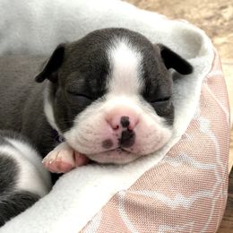 Boston Terrier Puppies from Kline Kennels