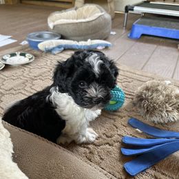 Havanese Puppies from Henry’s Havanese