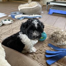 Havanese Puppies from Henry’s Havanese