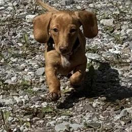 Teaspoon - Dachshund