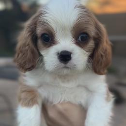Clover - Blenheim male Cavalier King Charles Spaniel puppy in New River, Arizona from Catella Cavaliers and Cavapoos