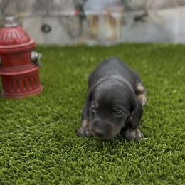 Black and Tan Smooth Female (Brindle Points) - Black and tan female Dachshund puppy in Killeen, Texas from Southern Dachshunds