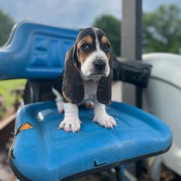 Marlie - Black brown and white female Basset Hound puppy in Hurtsboro, Alabama from PARK’s Family Farm