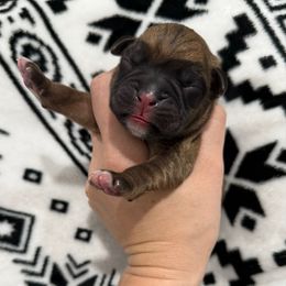 Kickin Roosters Primrose (Lt. Pink Collar) - Fawn female Boxer puppy in Alpine, New York from Kickin Rooster AKC Boxers