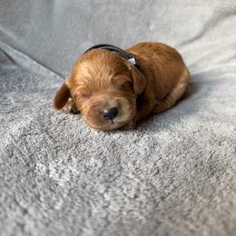 Teddy (black collar) - Apricot male Goldendoodle puppy in Lowville, New York from Adirondack Goldendoodles