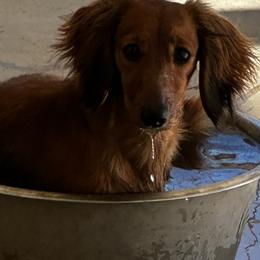 Becky - Dachshund