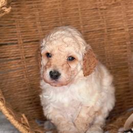 Guy Diamond - Red  male Goldendoodle puppy in Lehi, Utah from Thompson Family Puppies
