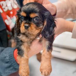 Chili - Black and tan male Cavalier King Charles Spaniel puppy in Mayo, Florida from Kingston’s Cavaliers