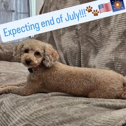 Assorted Doodle Crosses puppies from Mini Doodle Dandies