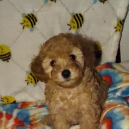 Maltipoo Puppies from Awwws-n-Pawws