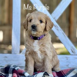 Ms Purple - Apricot female Goldendoodle puppy in South Jordan, Utah from JD Goldendoodles